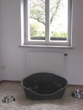 Hundebetreuung mit Herz