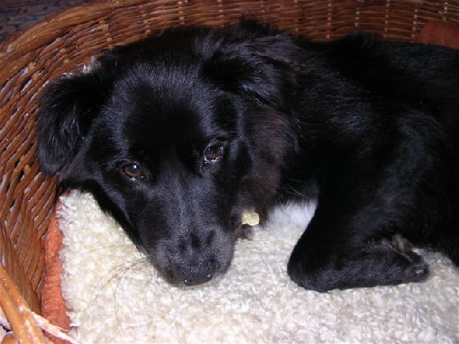 Hundebetreuung mit Herz