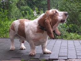 Hundebetreuung mit Herz