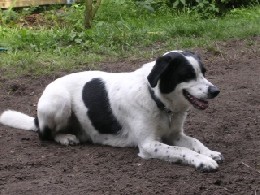 Hundebetreuung mit Herz